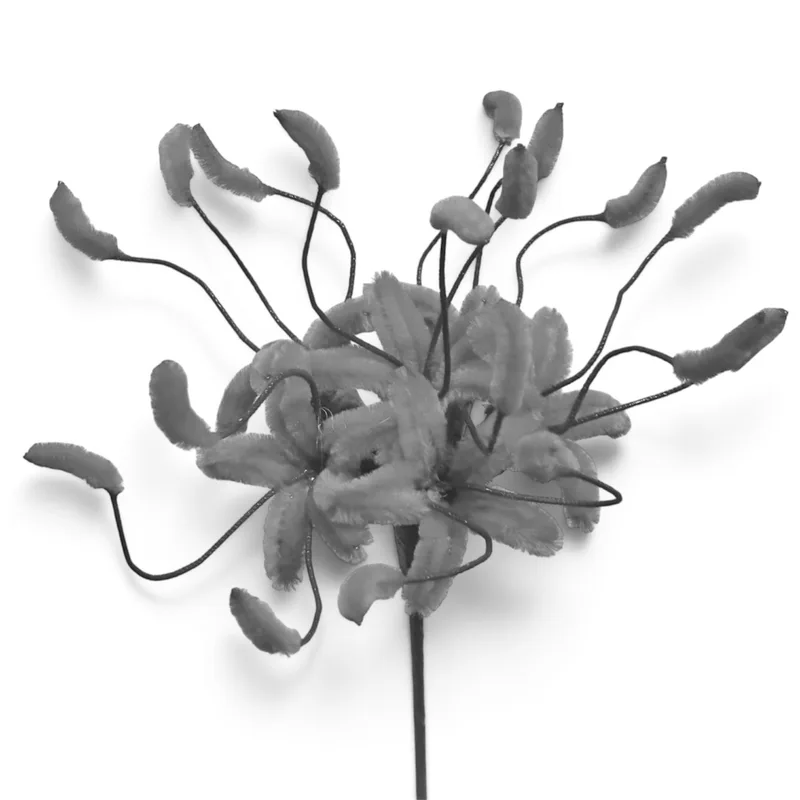 Spider Lily