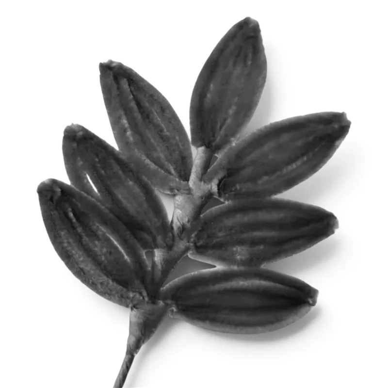 ash leaf
