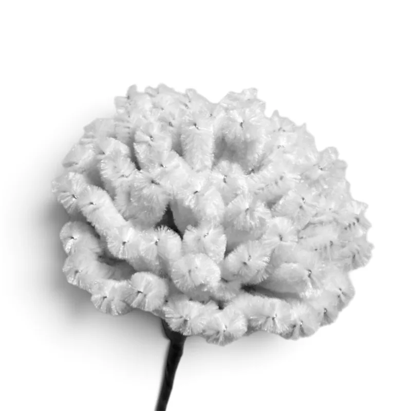 Carnation