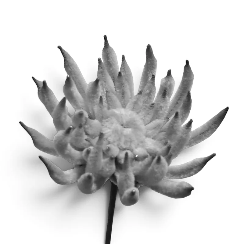Chrysanthemum