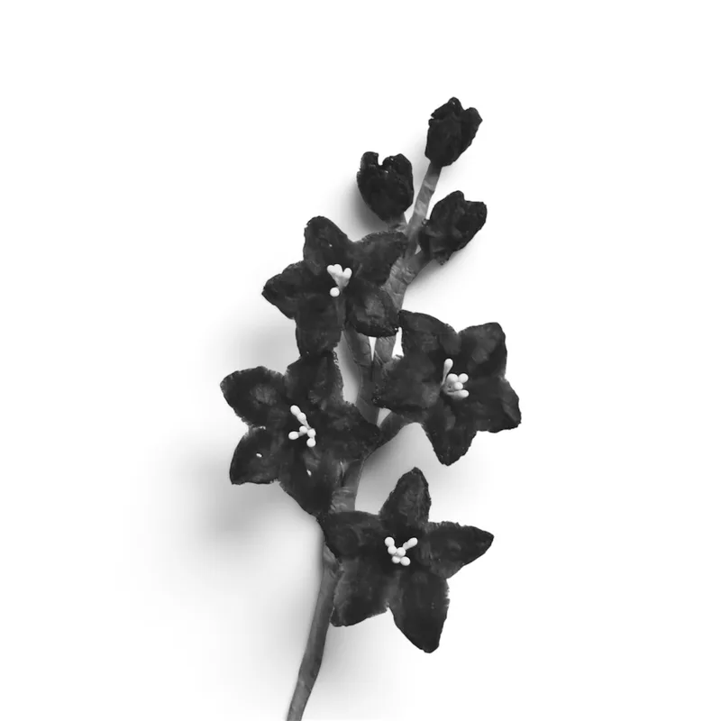 Larkspur