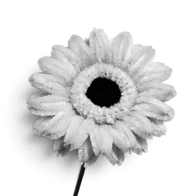 Gerbera Daisy