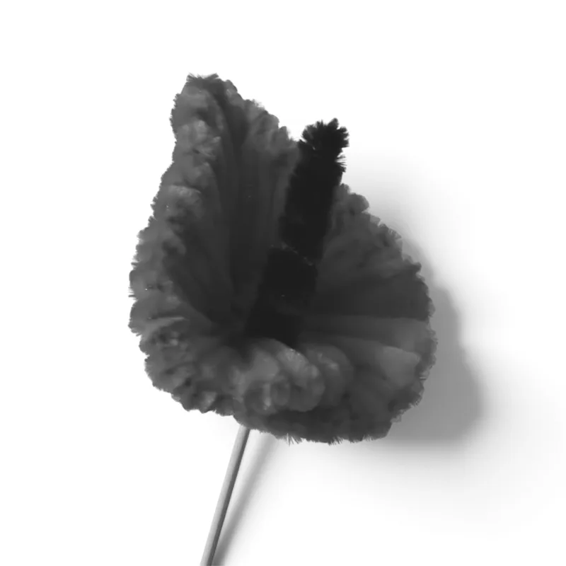 calla lily