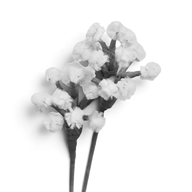Baby's Breath