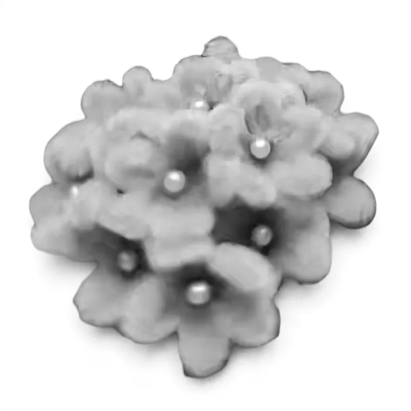 Hydrangea